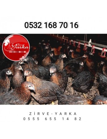 18 HAFTALIK ATAK-S ZİRVE YARKA KALİTESİYLE