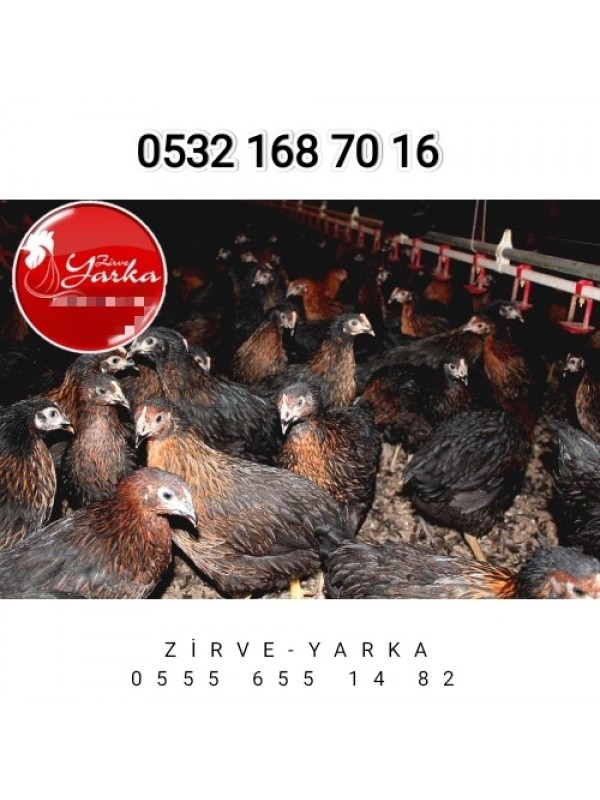 18 HAFTALIK ATAK-S ZİRVE YARKA KALİTESİYLE