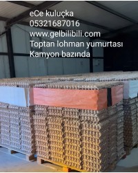 Toptan lohman Gezen Tavuk Yumurtası bilibili yumurta
